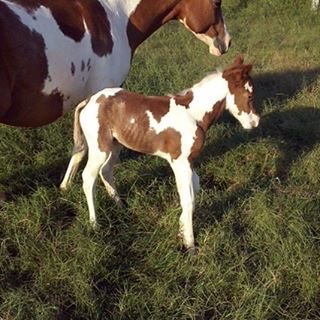 Wild Thing DNA x Miss Royal Boom Delta