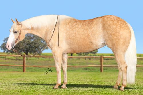 Lote 13 MS Leil es