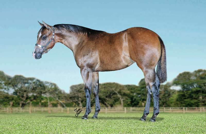 Lote 19 MS Leil es
