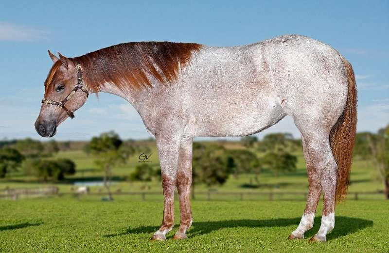 Lote 56 - MS Leilões