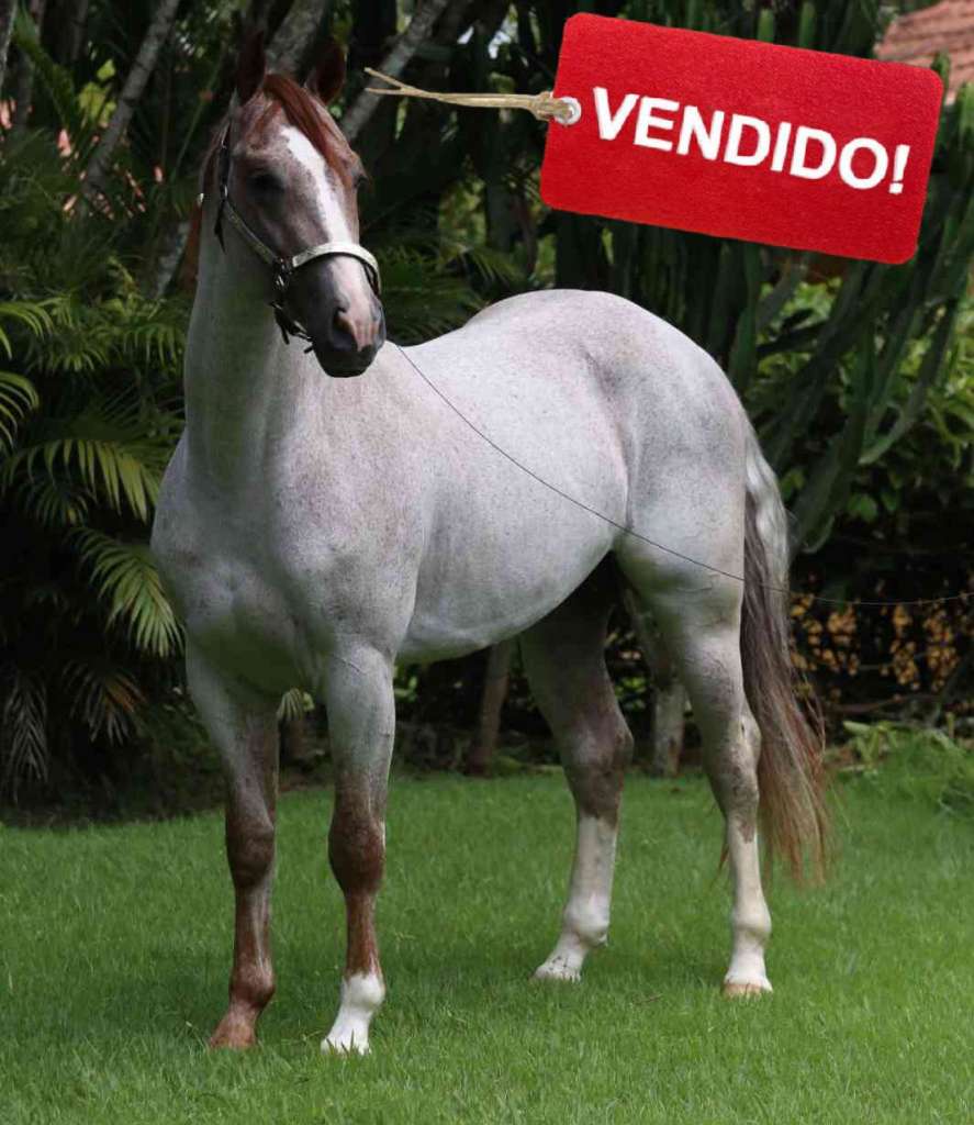 Foto do lote