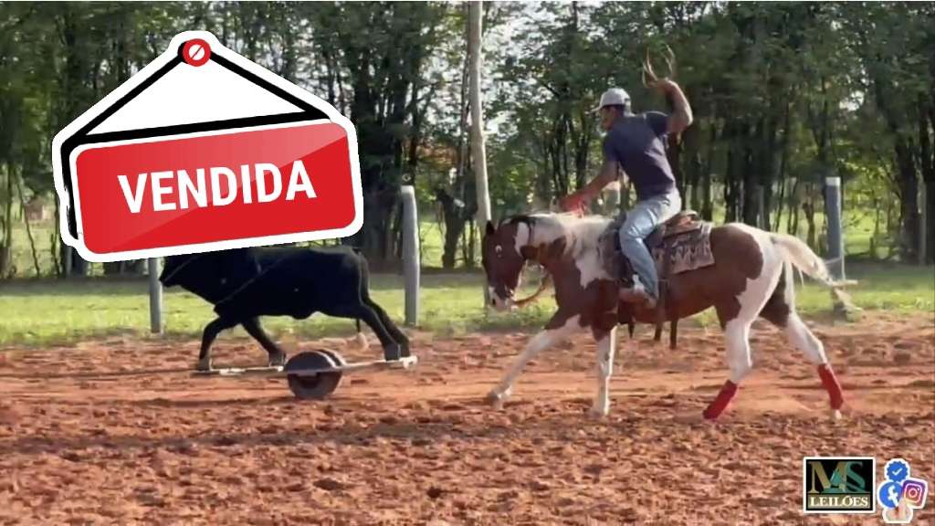 Foto do lote