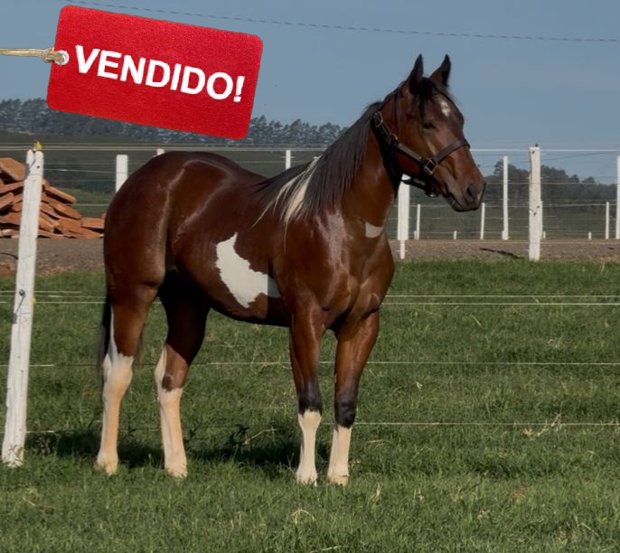 Foto do lote