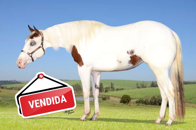 Foto do lote