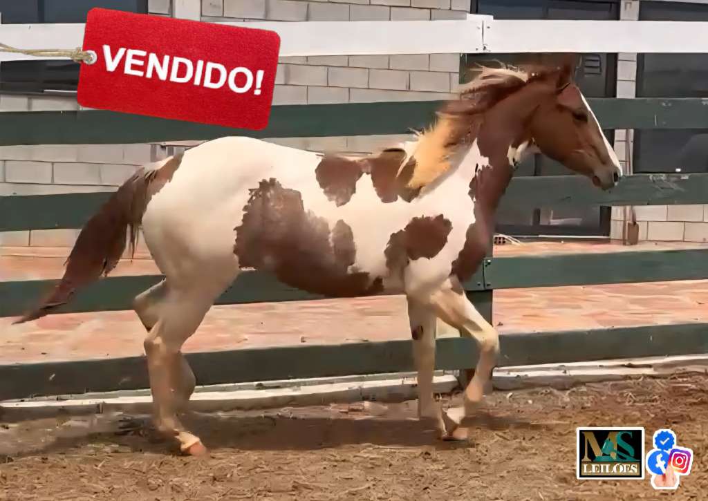 Foto do lote