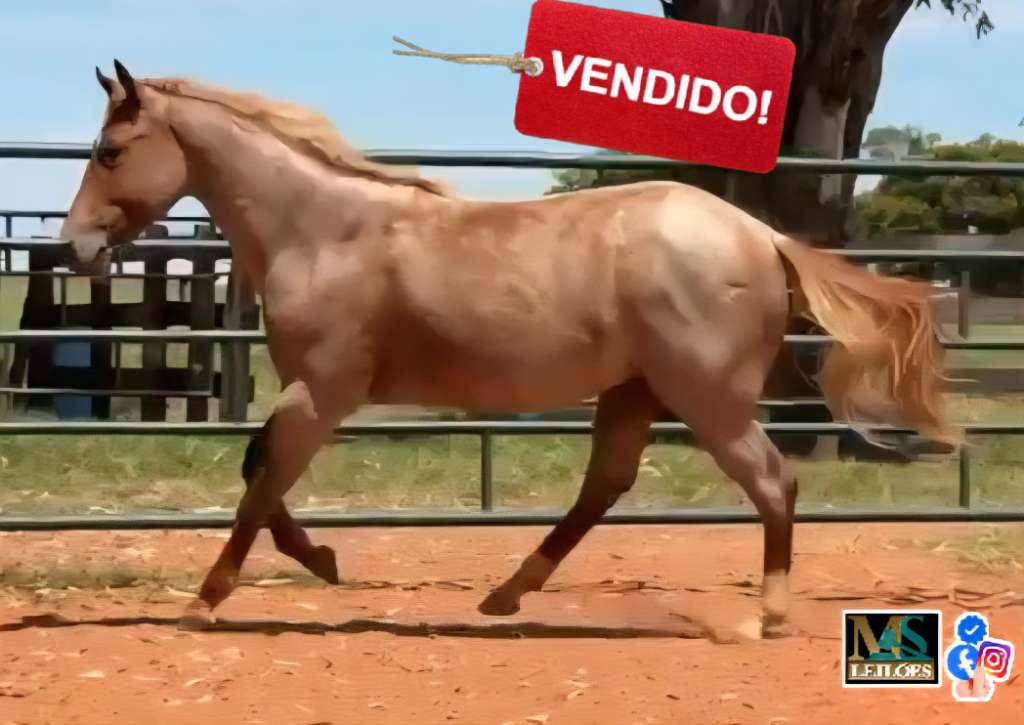 Foto do lote