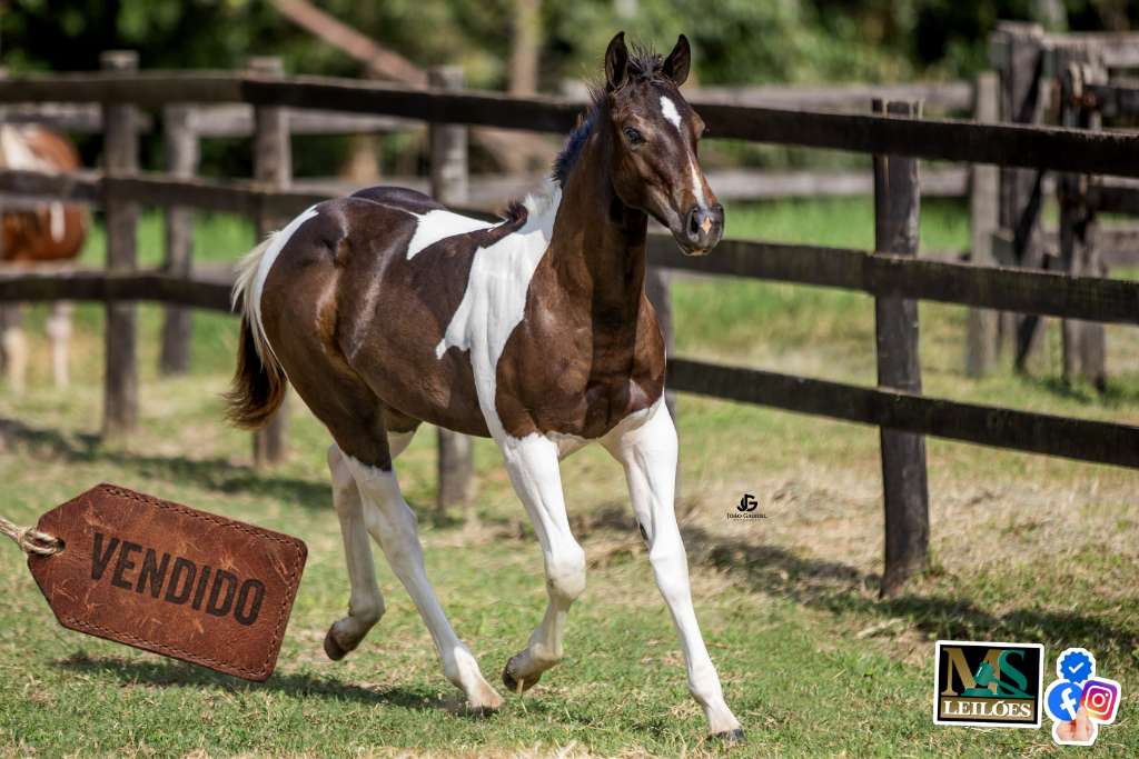 Foto do lote