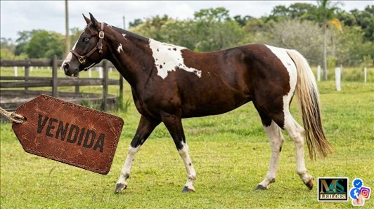 Foto do lote