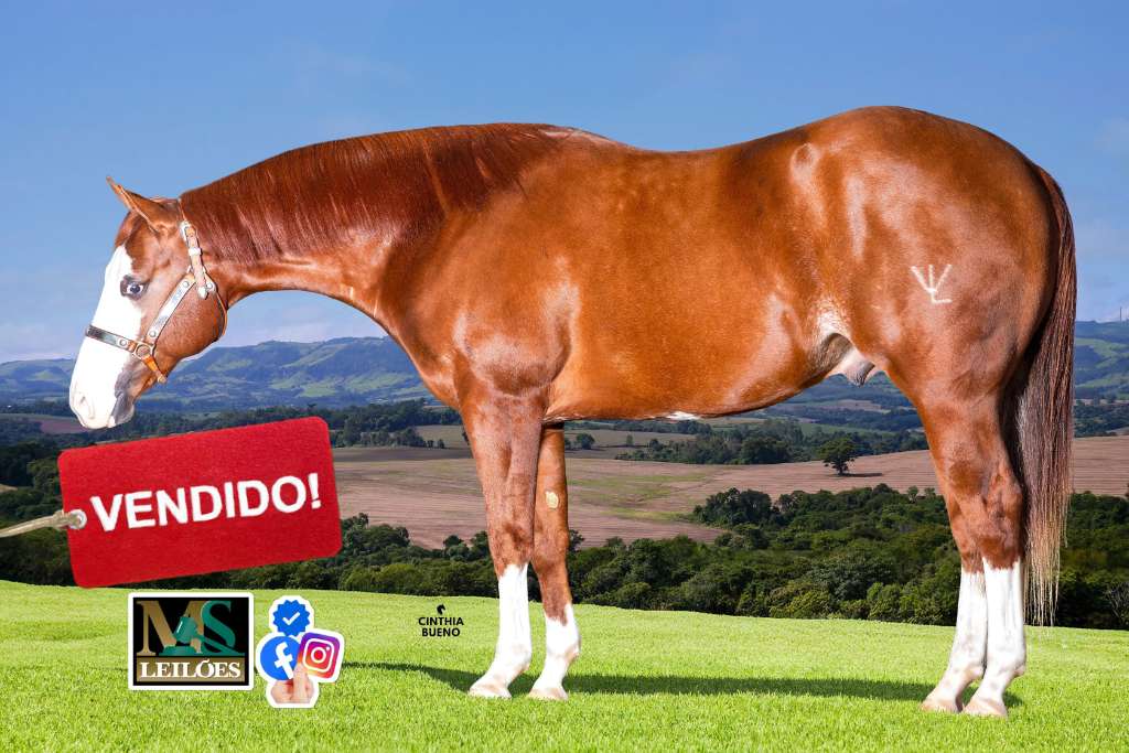 Foto do lote
