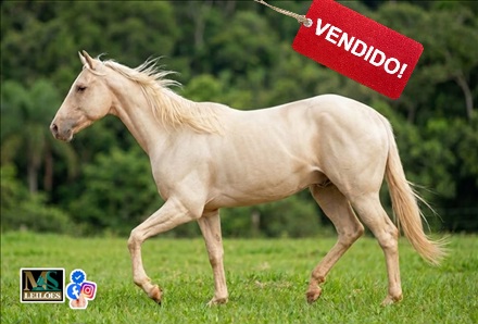 Foto do lote