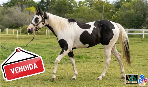 Foto do lote