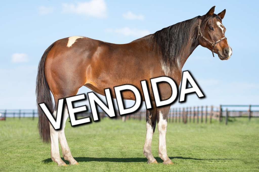 Foto do lote