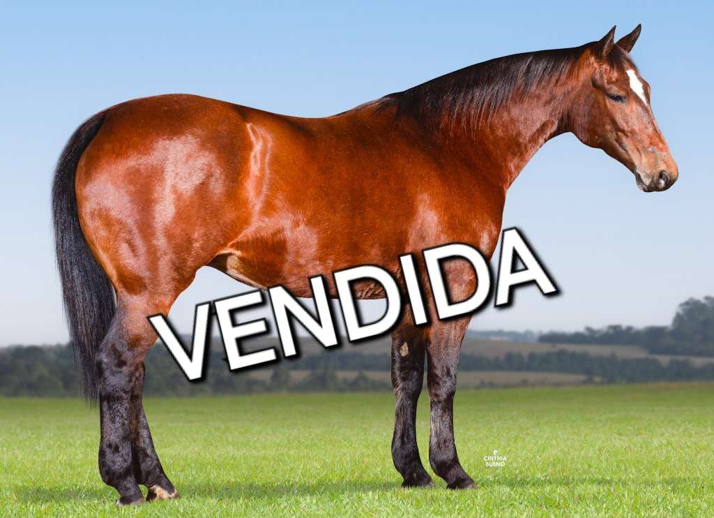 Foto do lote